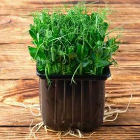 Микрозелень гороха